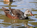 White-winged Duck